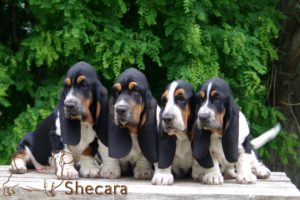 Row of Basset Hound Puppies