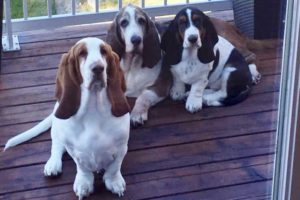 Penny, Cooper and Emmit in Calgary, AB