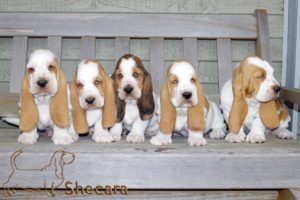 Row of Basset Hound Puppies