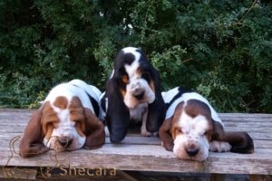 Row of Basset Hound Puppies