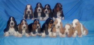 Row of Basset Hound Puppies