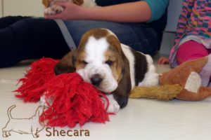 A Basset Hound Puppy