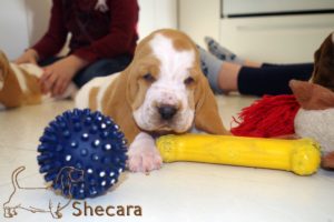 A Basset Hound Puppy