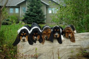 Row of Basset Hound Puppies