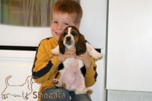 A Basset Hound Puppy