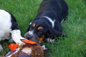 A Basset Hound Puppy