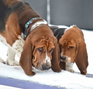 2 Basset Hounds