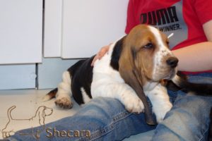 A Basset Hound Puppy