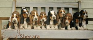 Row of Basset Hound Puppies