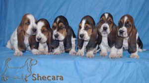 Row of Basset Hound Puppies