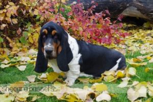 Shecaras Otto the Basset Hound