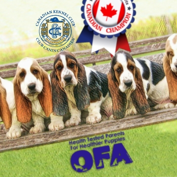 Shecara Bassets Breeding Program