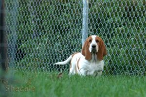 A Basset Hound Puppy