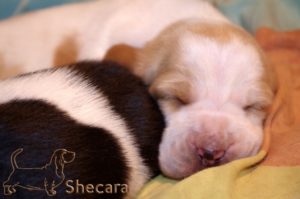 A Basset Hound Puppy