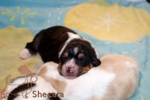 A Basset Hound Puppy