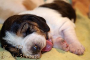 A Basset Hound Puppy
