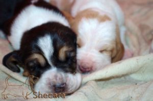 A Basset Hound Puppy