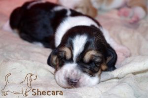 A Basset Hound Puppy