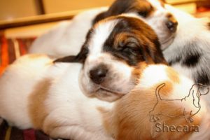 A Basset Hound Puppy