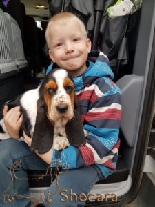 A Basset Hound Puppy