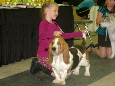 junior handling basset hound