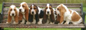 Row of Basset Hound Puppies