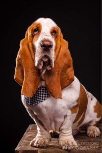 Adult Basset Hound