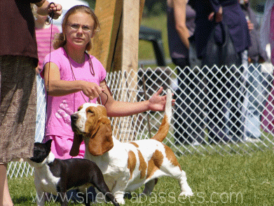 junior handling basset hound