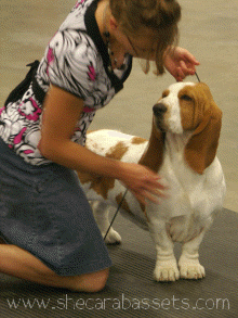 junior handling basset hound