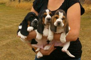 Row of Basset Hound Puppies