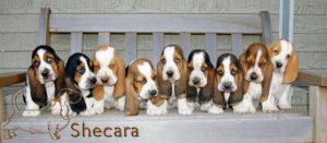 Row of Basset Hound Puppies