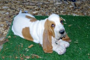 Red and White Basset Hound Puppy