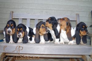 Row of Basset Hound Puppies