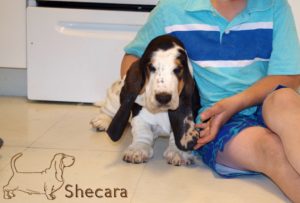 A Basset Hound Puppy