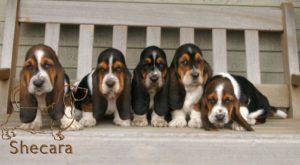 Row of basset hound puppies