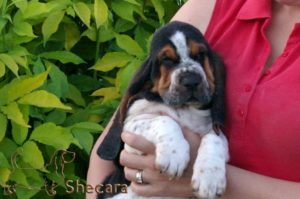 A Basset Hound Puppy