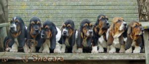 Row of Basset Hound Puppies