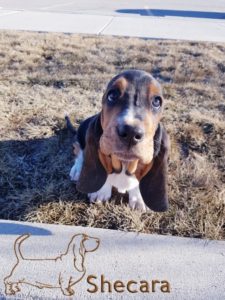 A Basset Hound Puppy