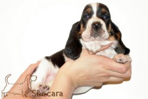 A Basset Hound Puppy