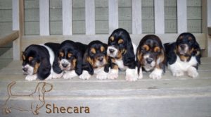 Row of Basset Hound Puppies
