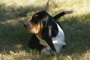 A Basset Hound Puppy