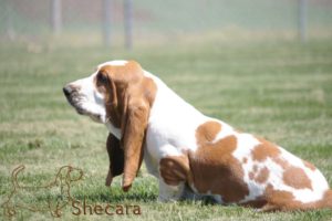 A Basset Hound Puppy