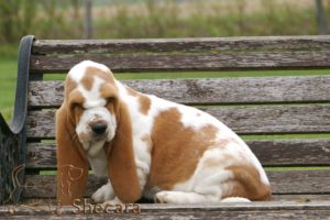 A Basset Hound Puppy