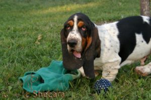 A Basset Hound Puppy