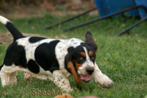 A Basset Hound Puppy