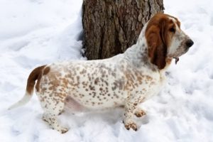 Basset Hound