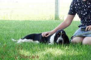 A Basset Hound Puppy