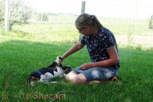 A Basset Hound Puppy