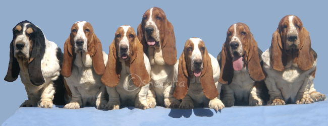 row of Shecara Basset hounds