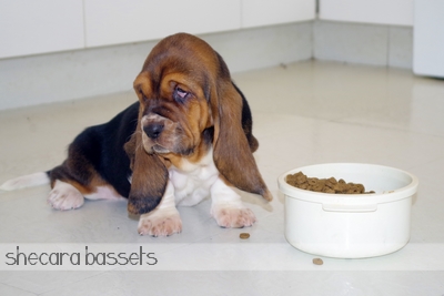 feeding your basset hound